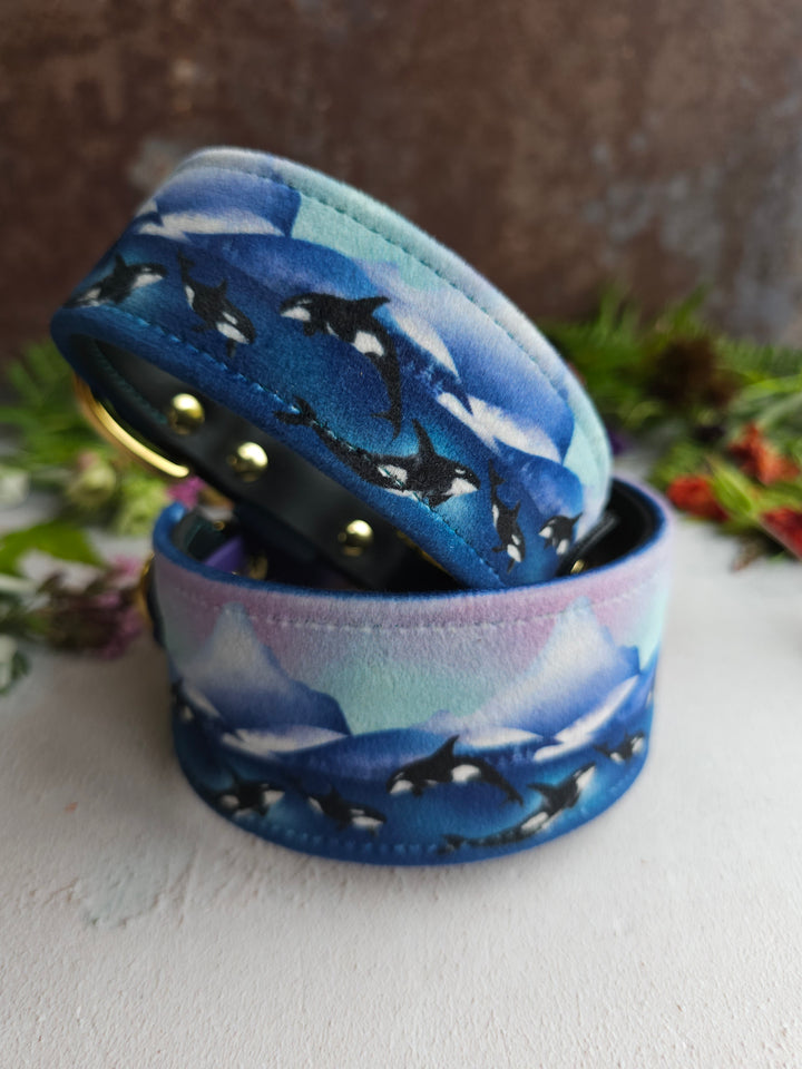 Whale Song - Luxury Buckle Collar - Velvet