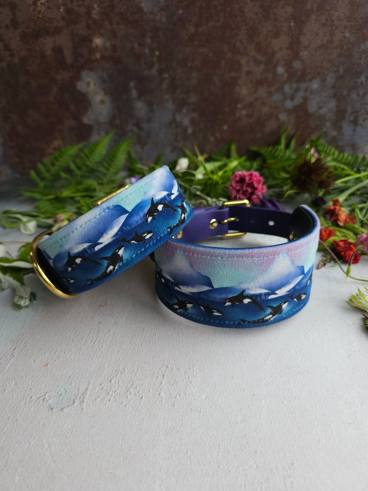 Whale Song - Luxury Buckle Collar - Velvet