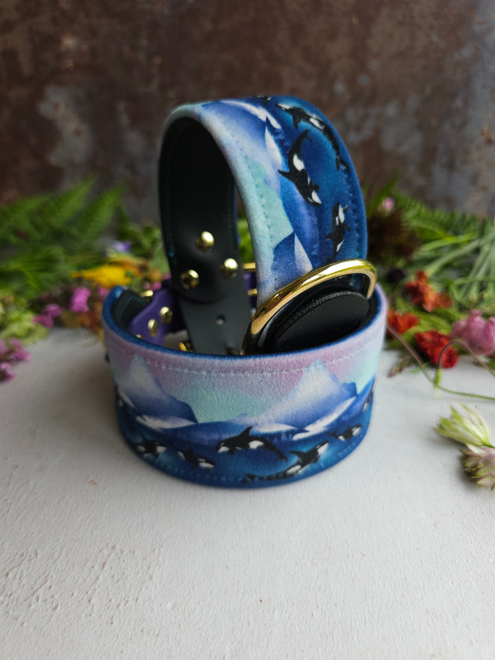 Whale Song - Luxury Buckle Collar - Velvet