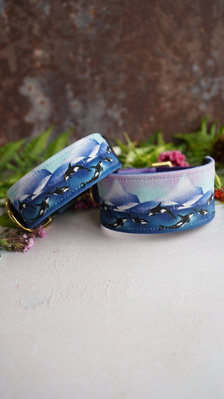 Whale Song - Luxury Buckle Collar - Velvet