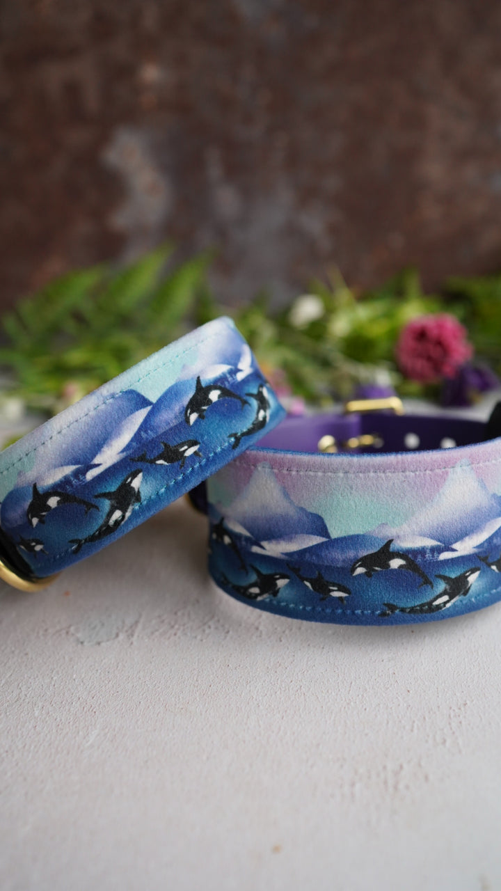 Whale Song - Luxury Buckle Collar - Velvet